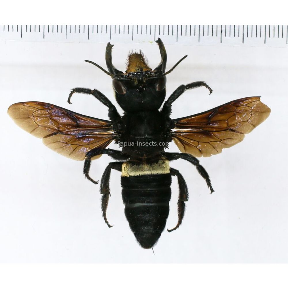 Megachile pluto female 60mm from Halmahera island, Indonesia RARE