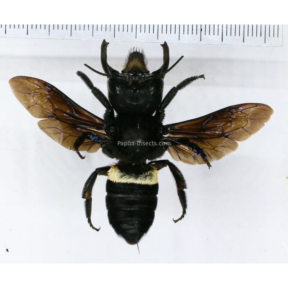 Megachile pluto female 61mm from Halmahera island, Indonesia RARE