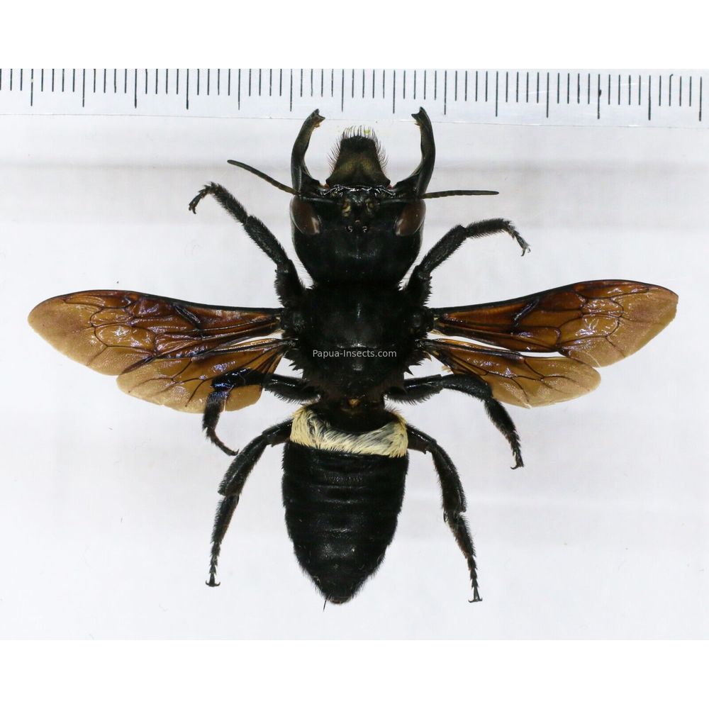 Megachile pluto female 63mm from Halmahera island, Indonesia RARE