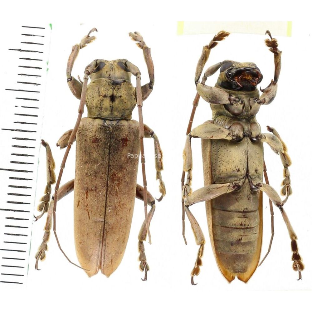Aetholopus new sp. for description - Cerambycidae from West Papua, Indonesia