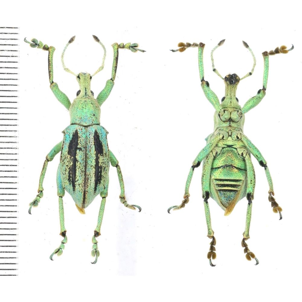 Eupholus marielaurae - Curculionidae female from Arfak, West Papua Indonesia