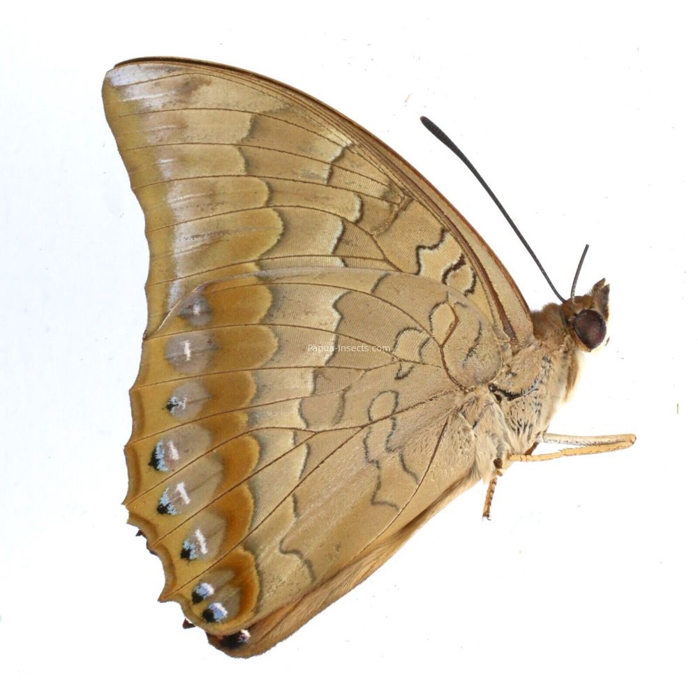 Charaxes bernardus kangeanensis male from Kangean island Indonesia VERY RARE