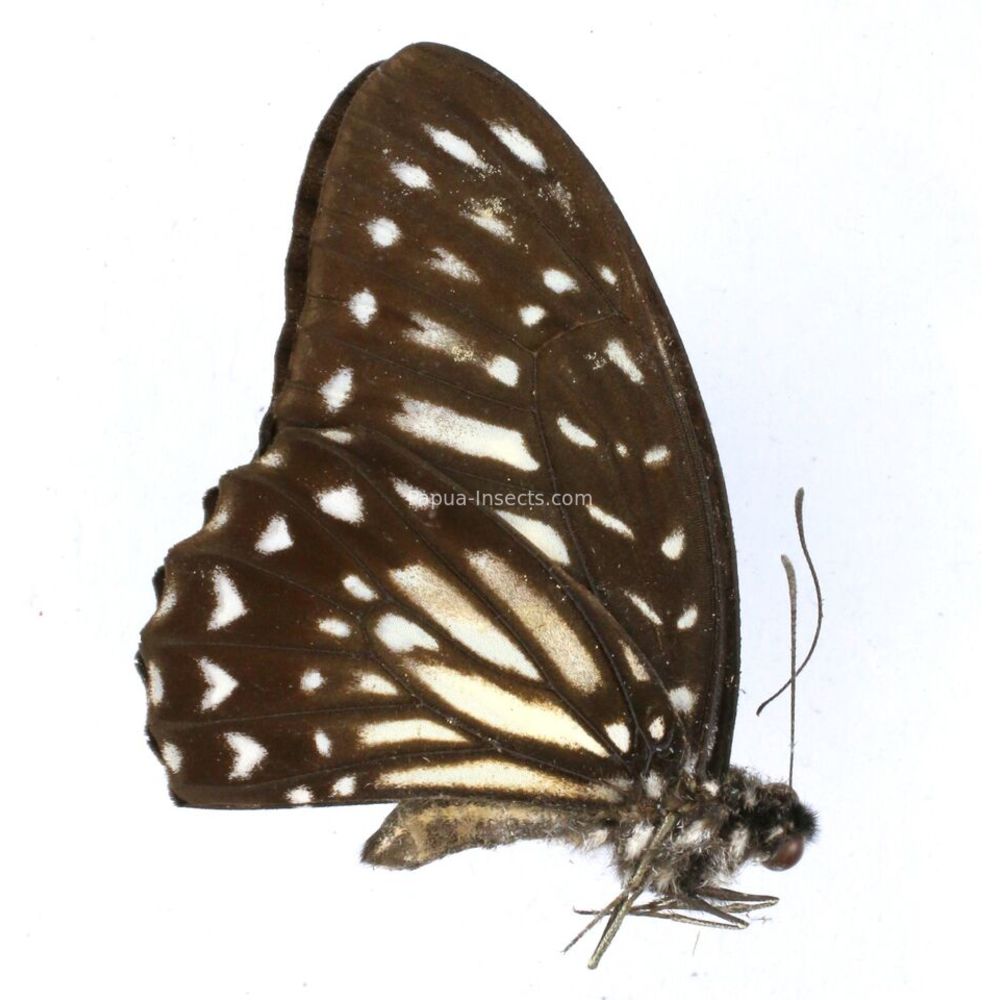 Graphium deucalion leucalion - Papilionidae male - Bacan island, Indonesia RARE