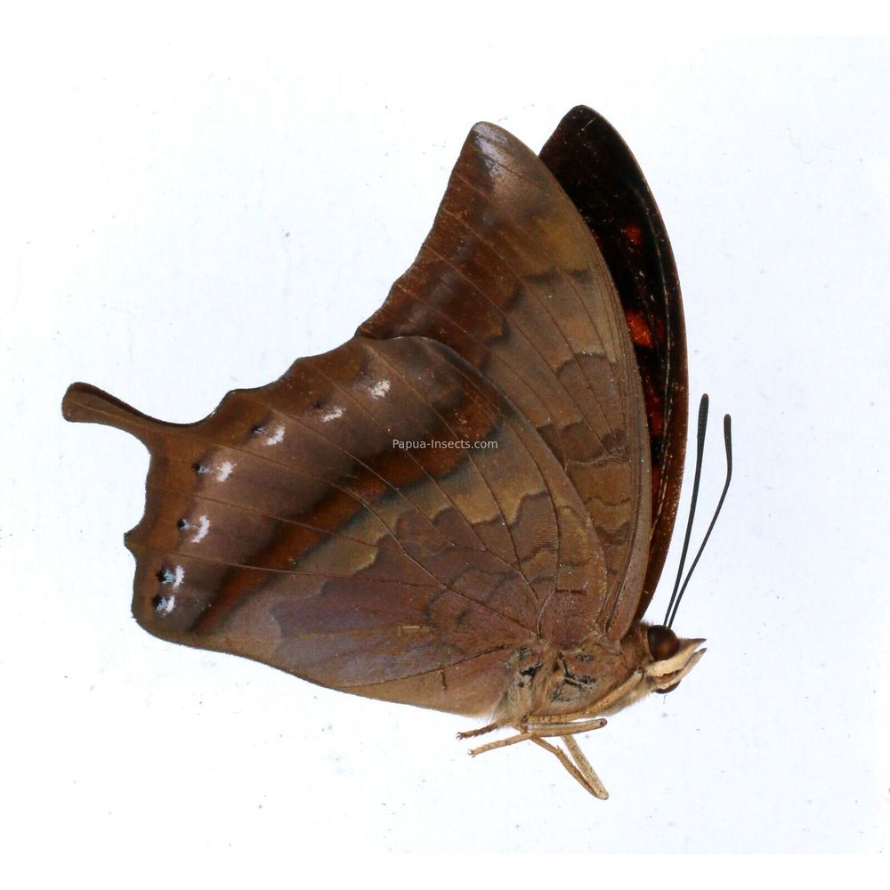 Charaxes elwesi detanii - Nymphalidae male from Lombok island, Indonesia