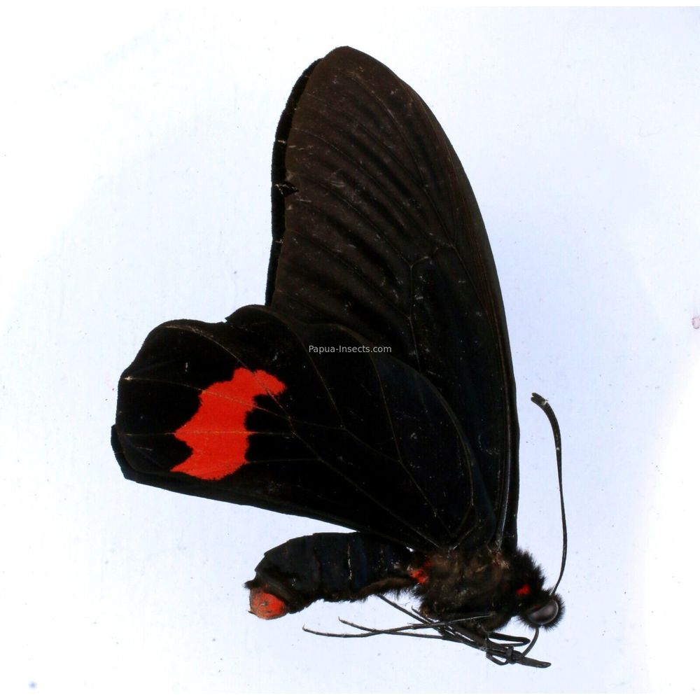 Atrophaneura kuehni mesolamprus - Papilionidae male from Sulawesi, Indonesia A2