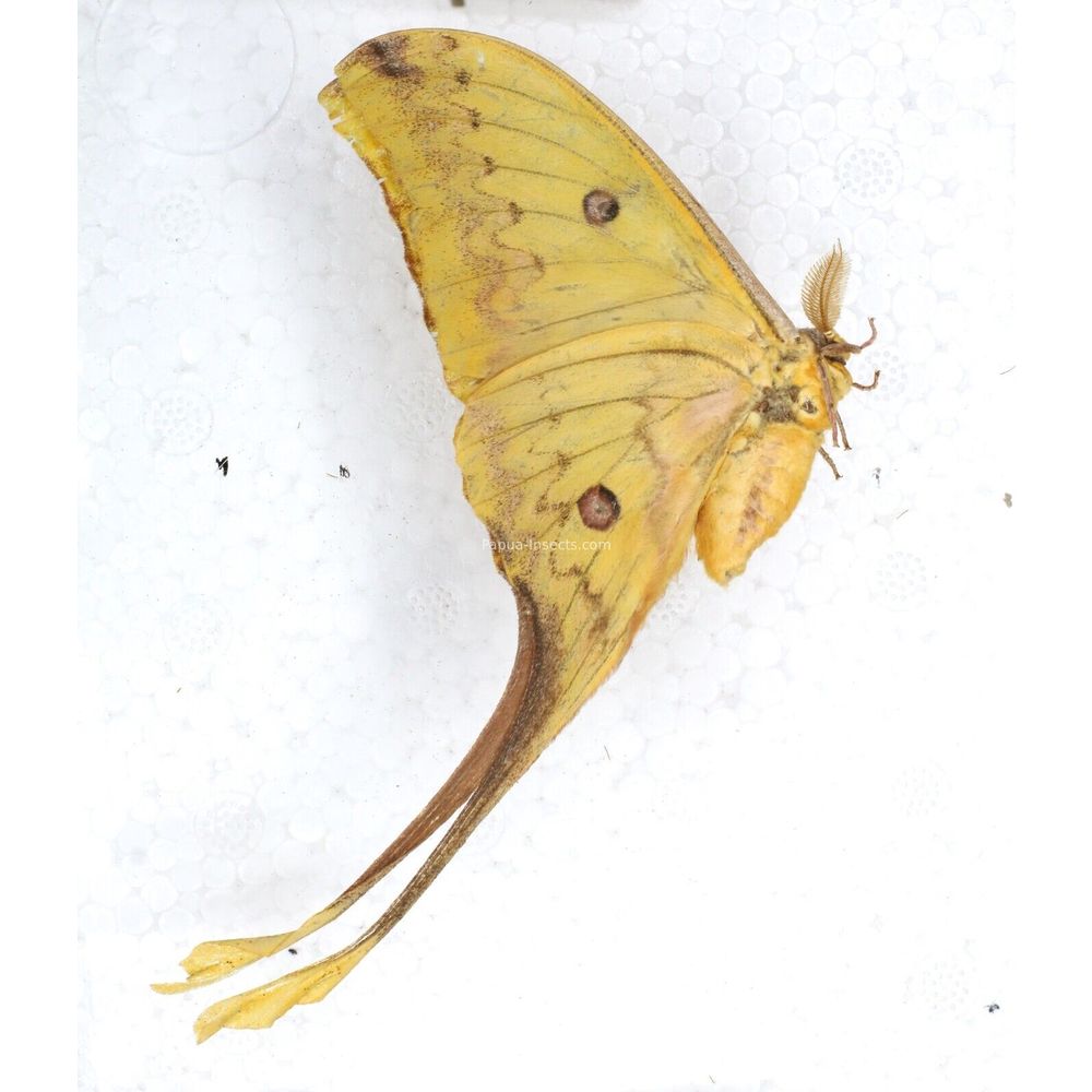 Actias groenendaeli - Saturniidae male from Timor island, Indonesia