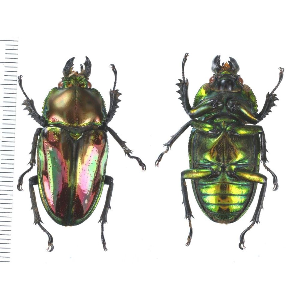 Phalacrognathus muelleri female - Lucanidae 38mm from Wild Queensland, Australia