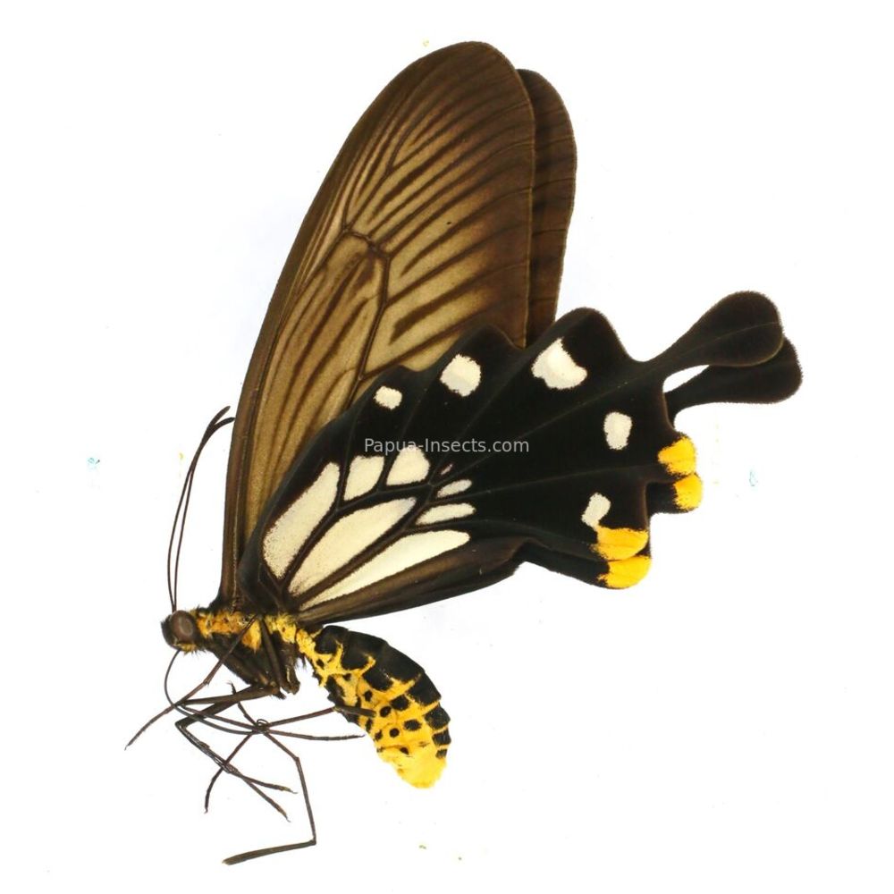 Losaria coon coon - Papilionidae female from West Jawa, Indonesia