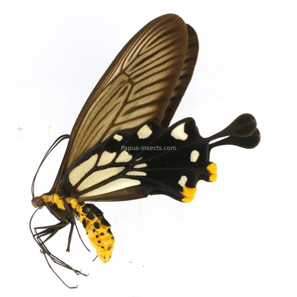 Losaria coon coon - Papilionidae male from West Jawa, Indonesia