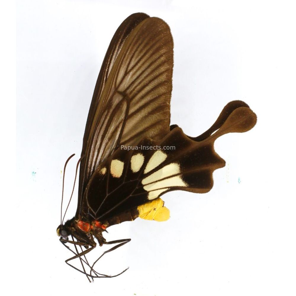 Losaria palu - Papilionidae male from Palu, Sulawesi, Indonesia