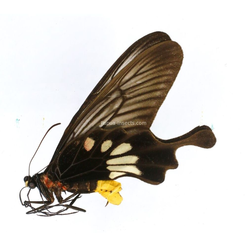 Losaria palu - Papilionidae male from Palu, Sulawesi, Indonesia