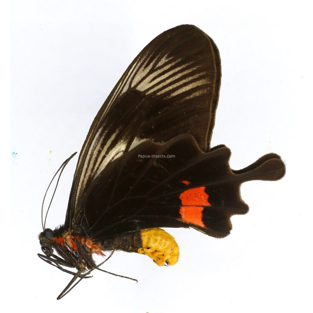Losaria neptunus creber - Papilionidae female from Simeulue island, Indonesia