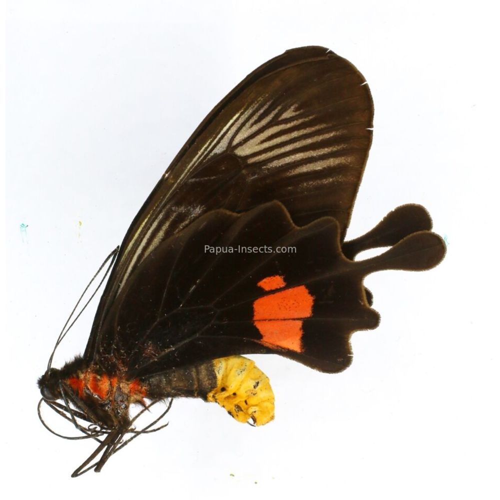 Losaria neptunus creber - Papilionidae female from Simeulue island, Indonesia