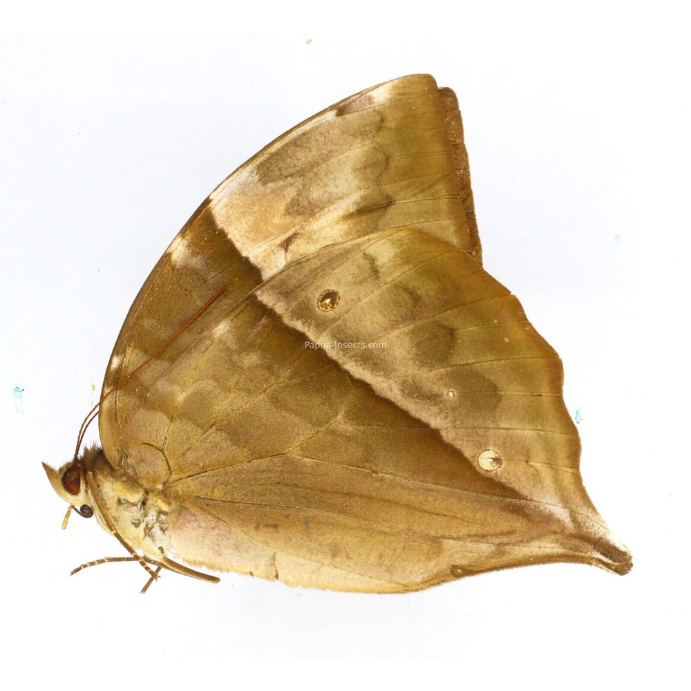 Zeuxidia luxerii luxerii - Nymphalidae female from West Jawa, Indonesia