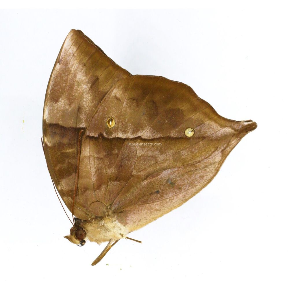 Zeuxidia luxerii luxerii - Nymphalidae male from West Jawa, Indonesia