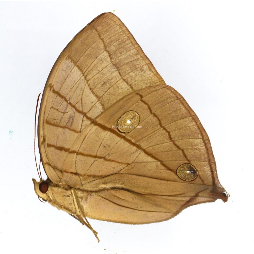 Amathuxidia amythaon lucida - Nymphalidae male from Sumatra, Indonesia