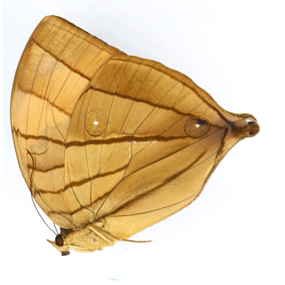 Amathuxidia amythaon lucida - Nymphalidae female from Sumatra, Indonesia