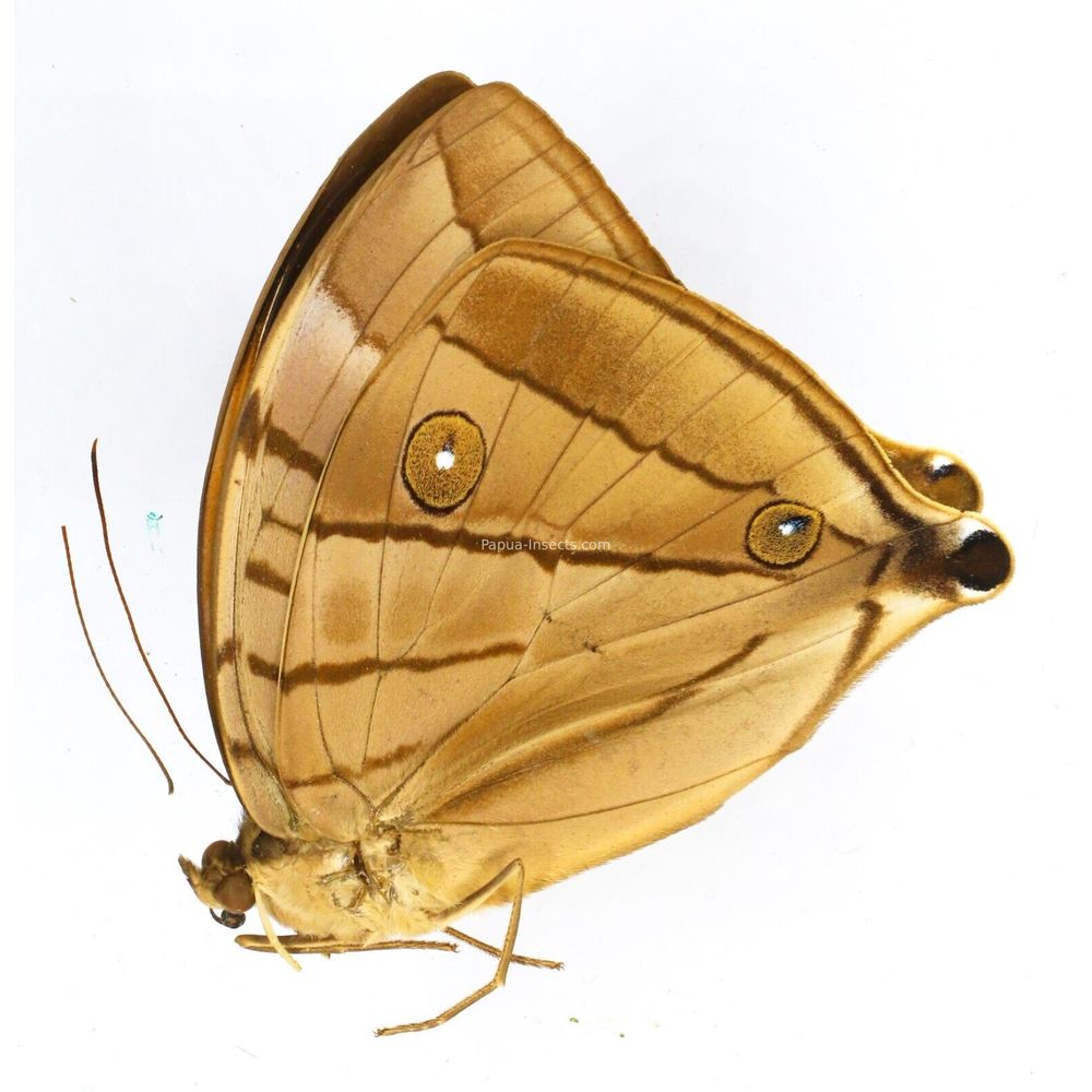 Amathuxidia plateni iamos - Nymphalidae female from Sulawesi, Indonesia