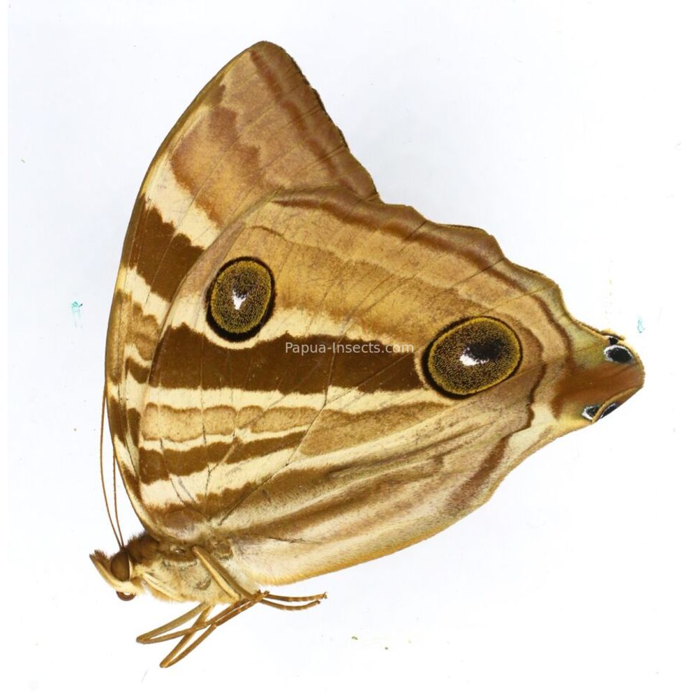 Amathuxidia perakana perakana - Nymphalidae male from Sumatra, Indonesia