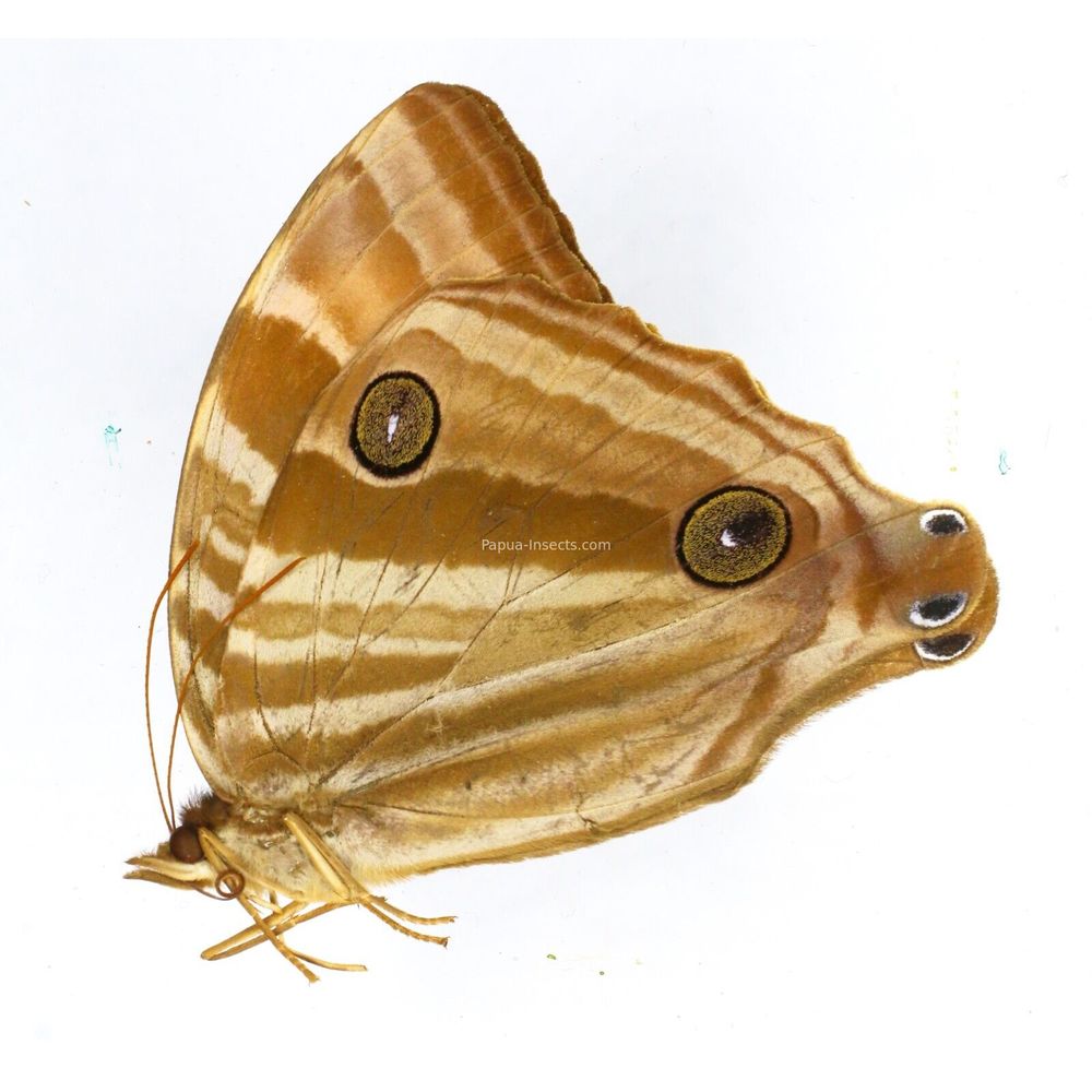Amathuxidia perakana perakana - Nymphalidae female from Sumatra, Indonesia