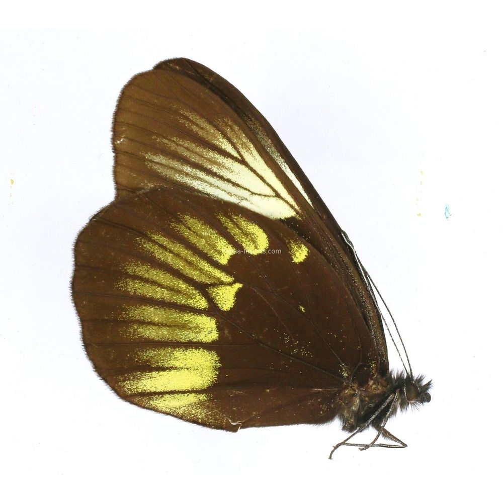 Delias benasu benasu - Pieridae female from Central Sulawesi, Indonesia