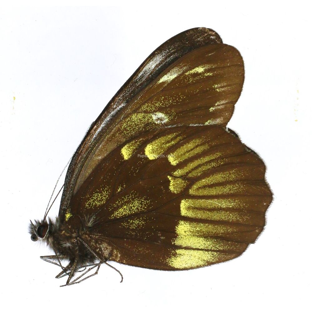 Delias benasu benasu - Pieridae male from Central Sulawesi, Indonesia