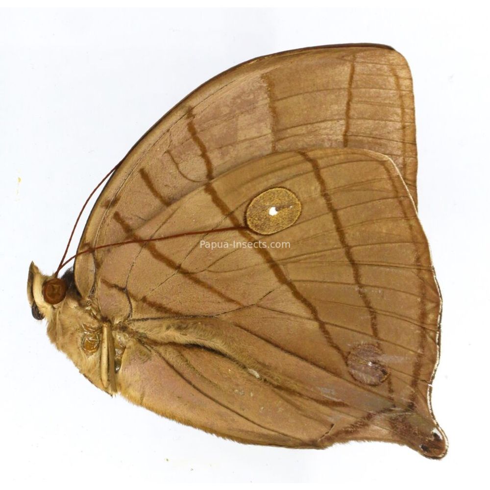 Amathuxidia amythaon octacilia - Nymphalidae male from Kalimantan, Indonesia
