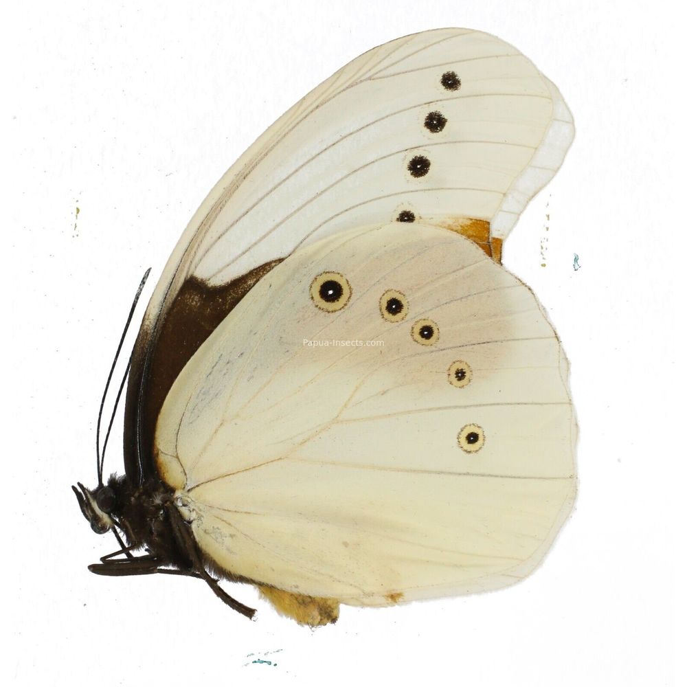 Morphotenaris schoenbergi kenricki - Nymphalidae male from West Papua, Indonesia