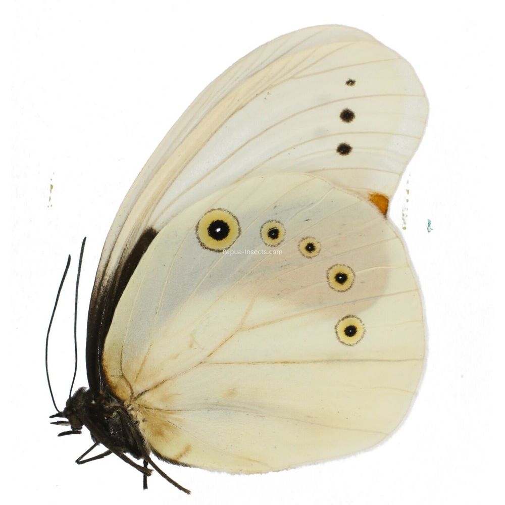 Morphotenaris schoenbergi kenricki - Nymphalidae female from West Papua Indonesia