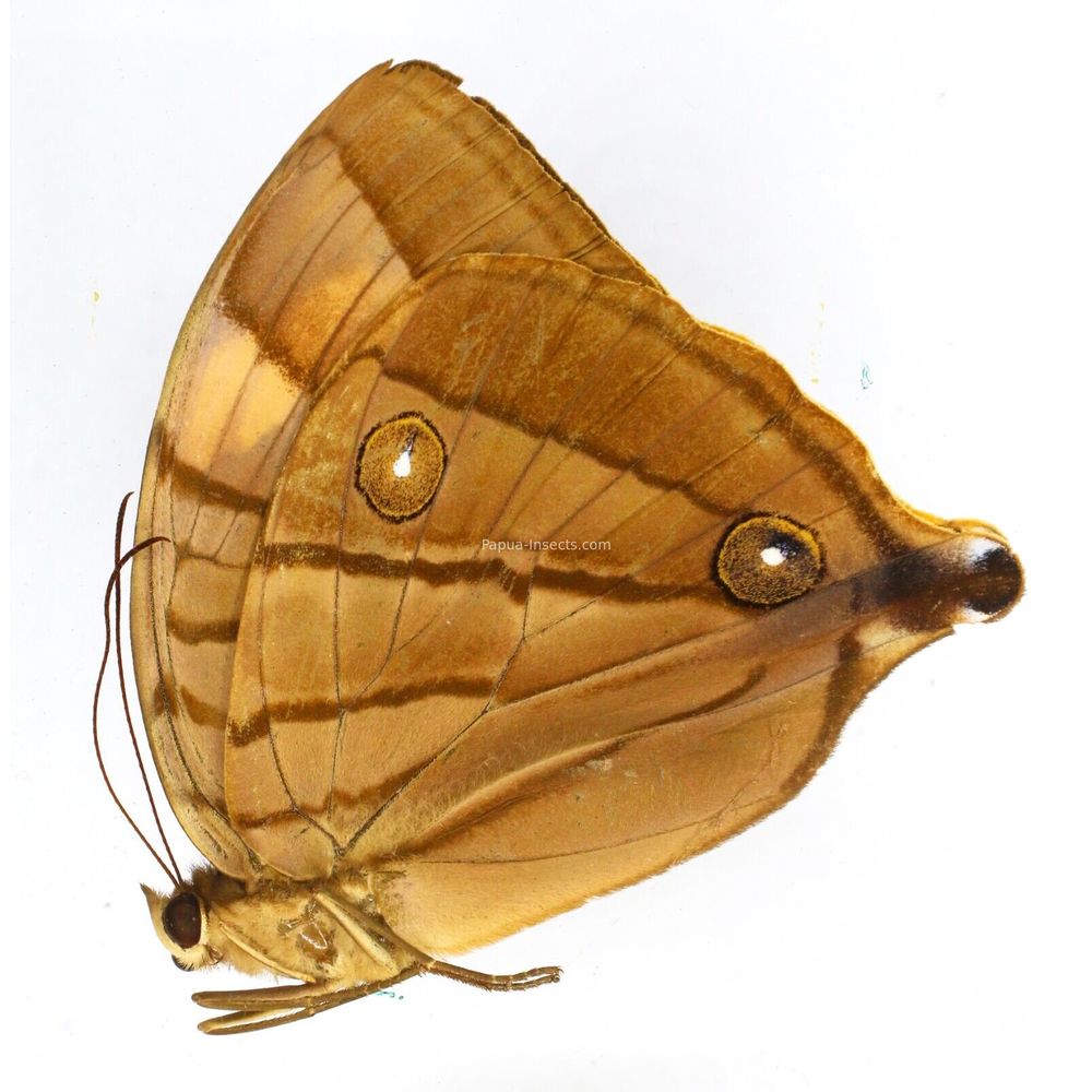 Amathuxidia plateni suprema - Nymphalidae female from Taliabu island, Indonesia