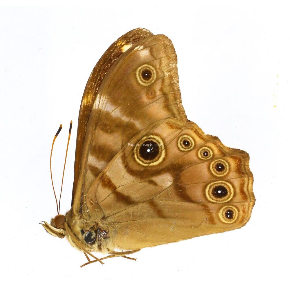 Lethe darena sumatrensis - Nymphalidae male from Sumatra, Indonesia