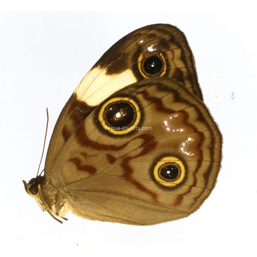 Morphopsis biakensis ssp. - Nymphalidae female from Timika West Papua, Indonesia