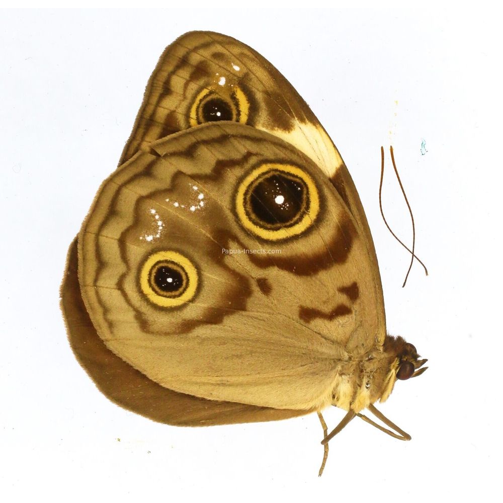 Morphopsis biakensis ssp. - Nymphalidae male from Timika, West Papua, Indonesia