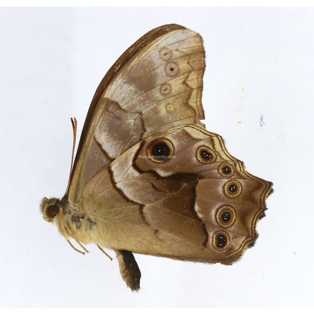 Lethe chandica marga - Nymphalidae male from West Jawa, Indonesia