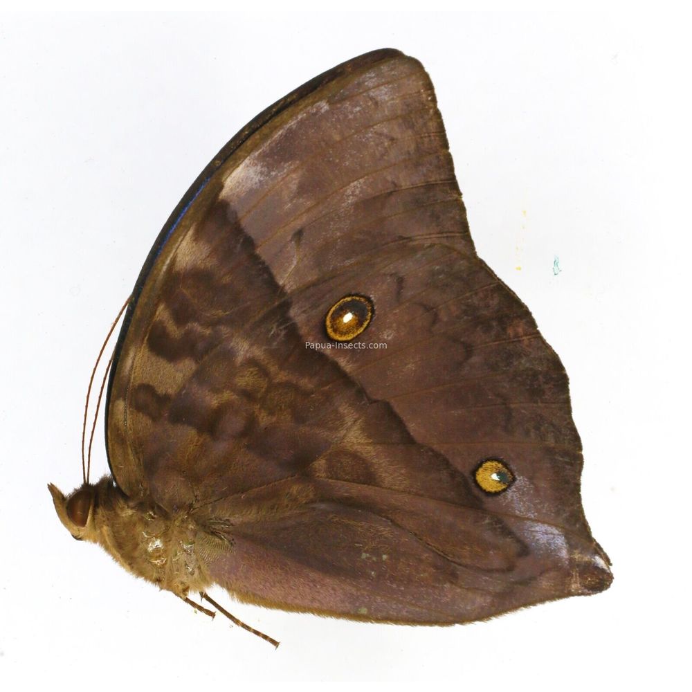 Zeuxidia doubledayi zelinda - Nymphalidae male from Siberut island, Indonesia