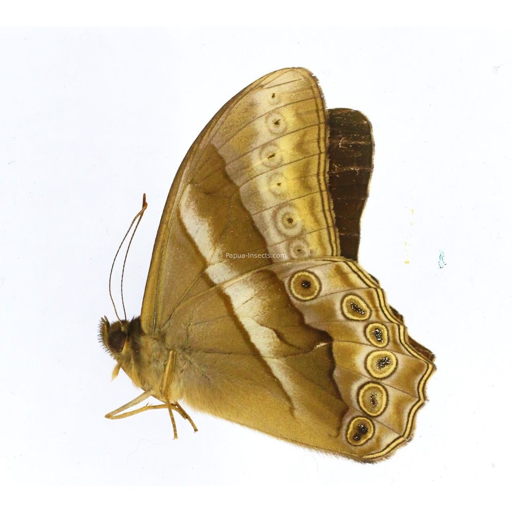 Lethe mekara debata - Nymphalidae male from Sumatra, Indonesia