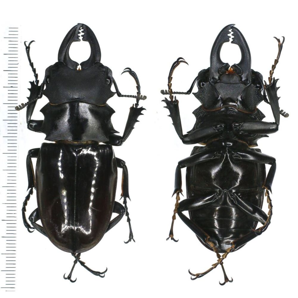 Odontolabis dalmanni simeuluensis - Lucanidae 68mm from Simeulue island Indonesia