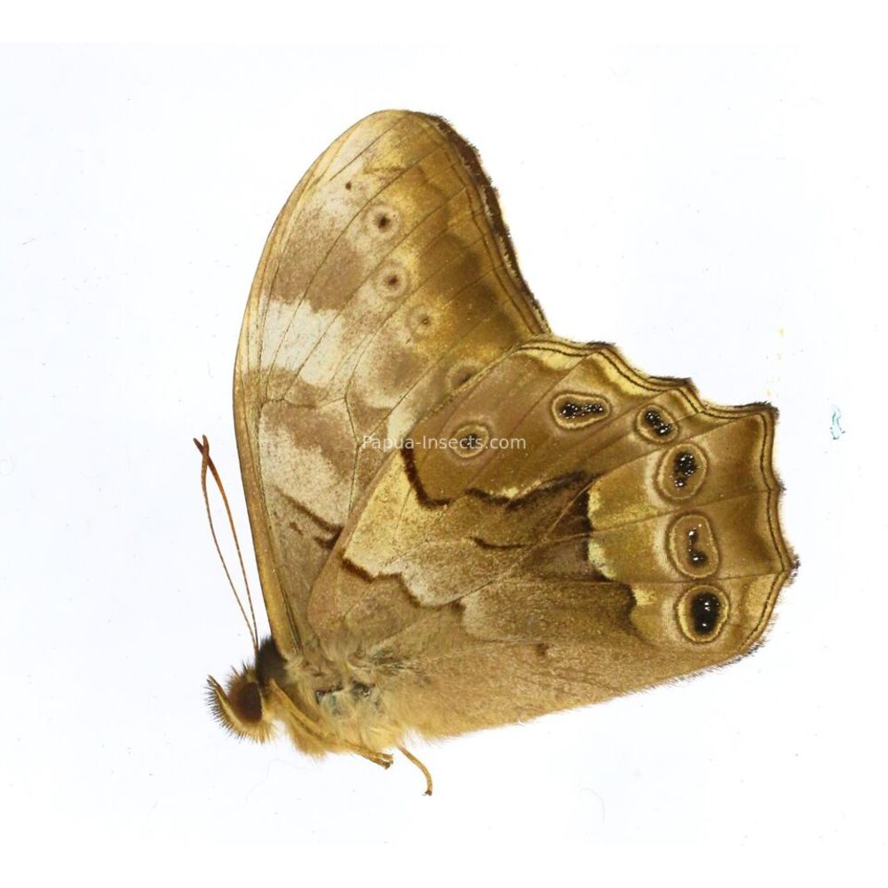 Lethe chandica namura - Nymphalidae male from Sumatra, Indonesia