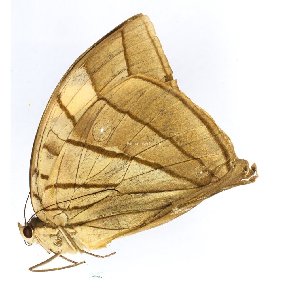 Amathuxidia amythaon pylaon - Nymphalidae female from West Jawa, Indonesia