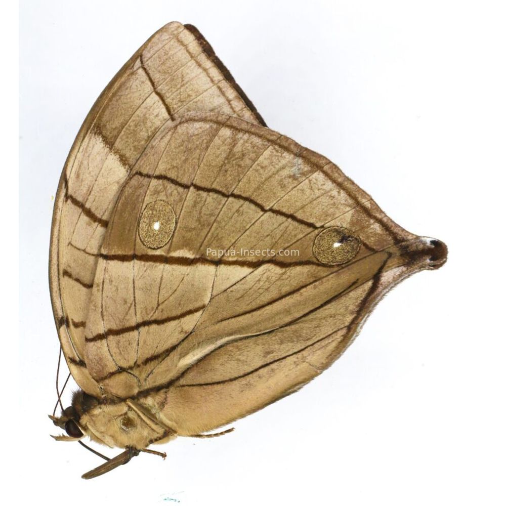 Amathuxidia amythaon pylaon - Nymphalidae male from West Jawa, Indonesia
