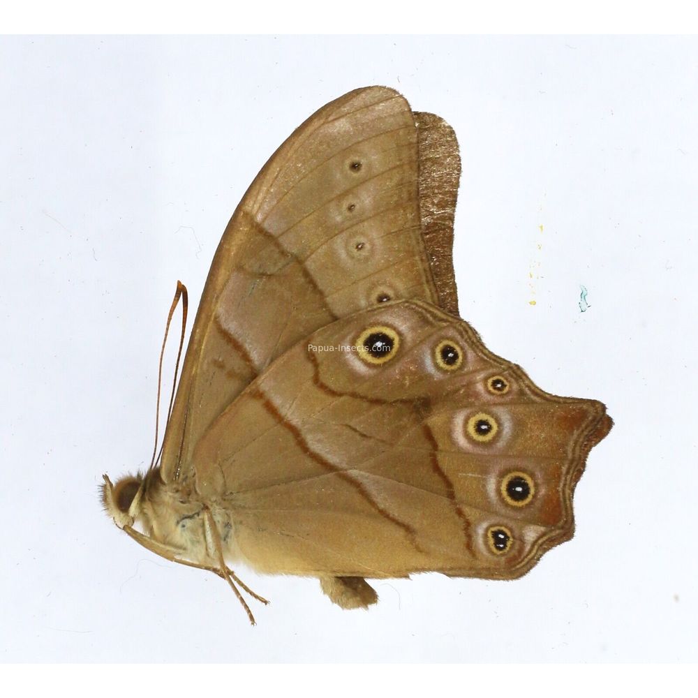 Lethe samio - Nymphalidae male from West Jawa, Indonesia