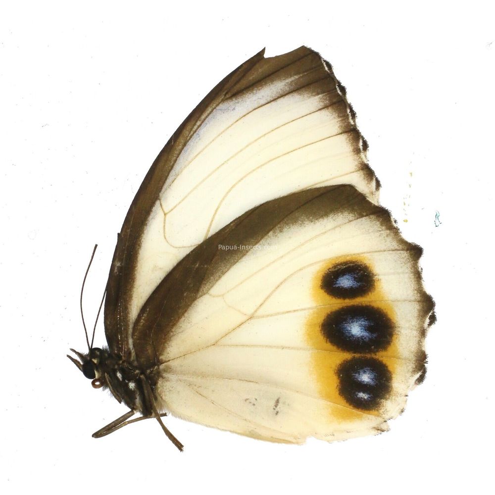 Elymnias agondas aruana - Nymphalidae female from Aru island, Indonesia