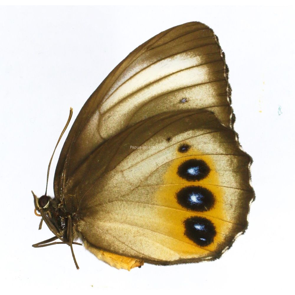 Elymnias agondas aruana - Nymphalidae female from Aru island, Indonesia