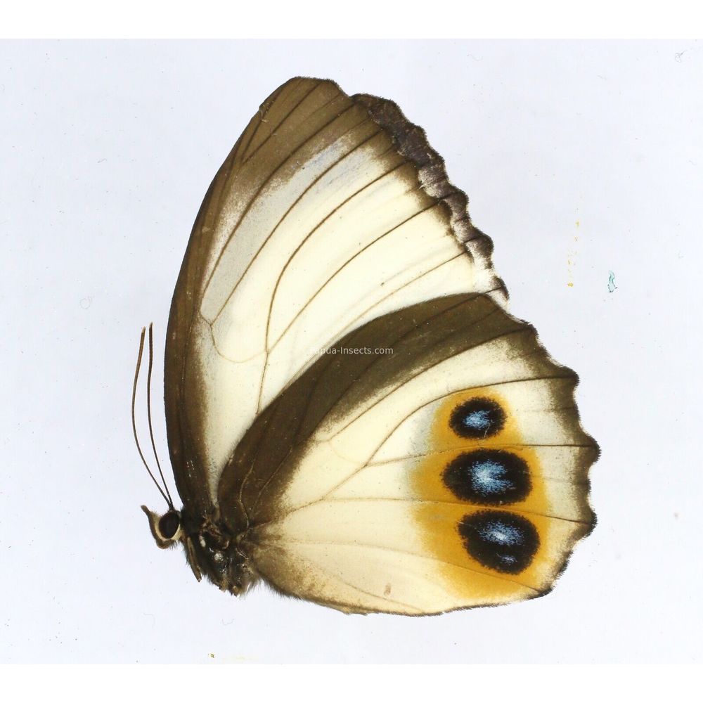 Elymnias agondas aruana - Nymphalidae female from Aru island, Indonesia