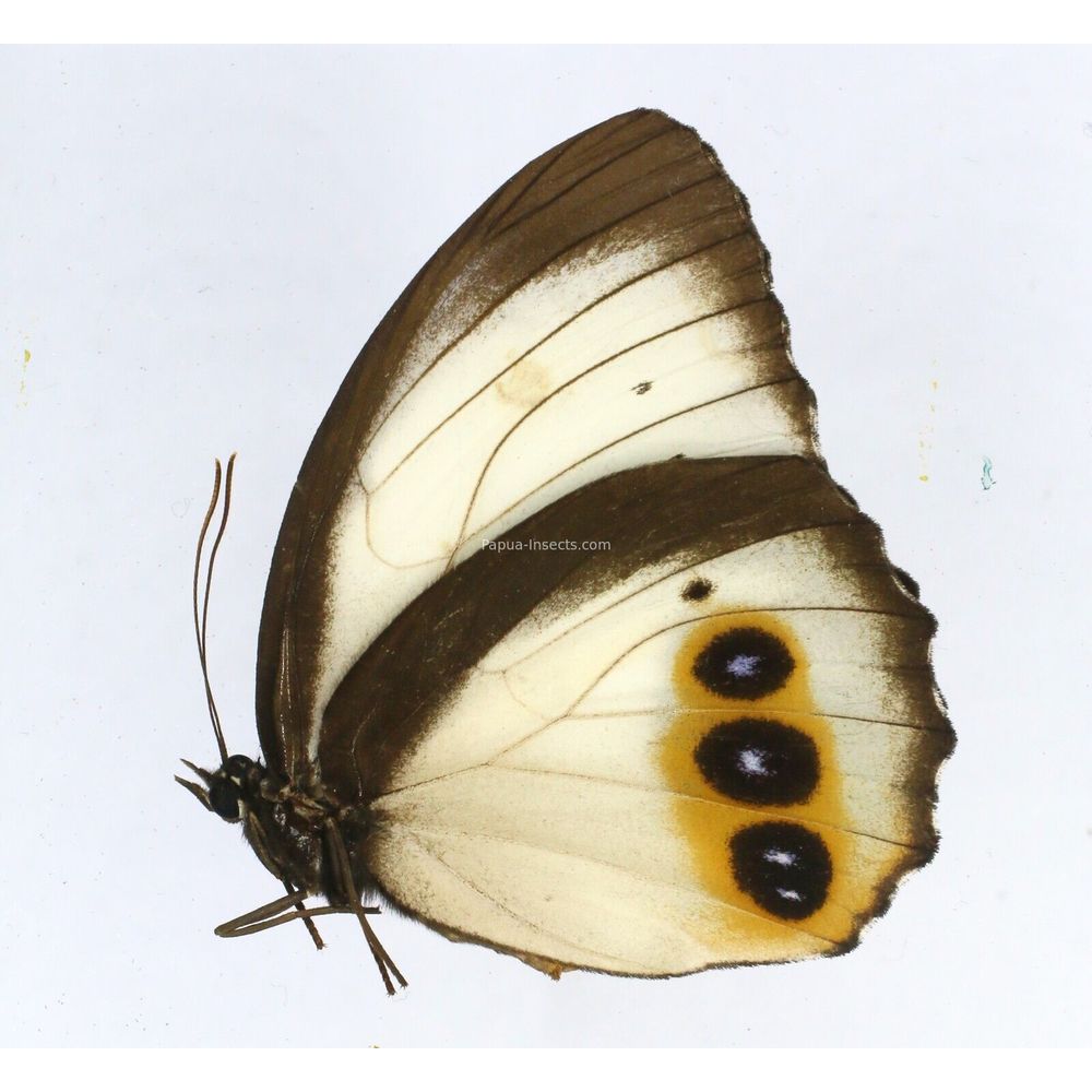 Elymnias agondas aruana - Nymphalidae female from Aru island, Indonesia