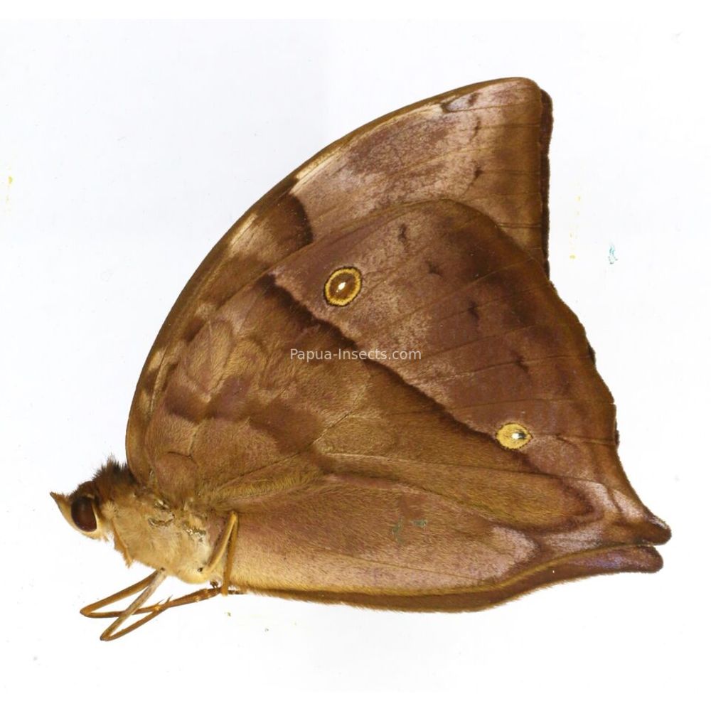 Zeuxidia doubledayi tanahmasaensis - male from Tanahmasa island, Indonesia