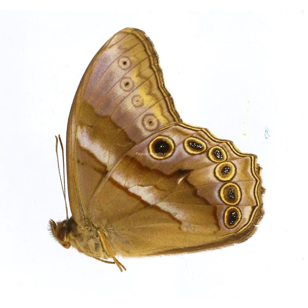 Lethe mekara manis - Nymphalidae male from Siberut island, Indonesia