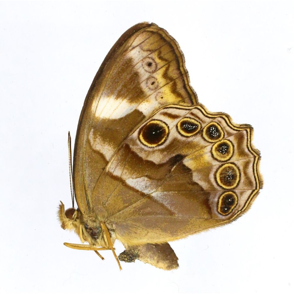 Lethe mekara manis - Nymphalidae female from Siberut island, Indonesia