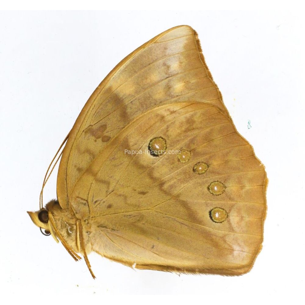 Discophora bambusae celebensis - Nymphalidae female from Sulawesi, Indonesia