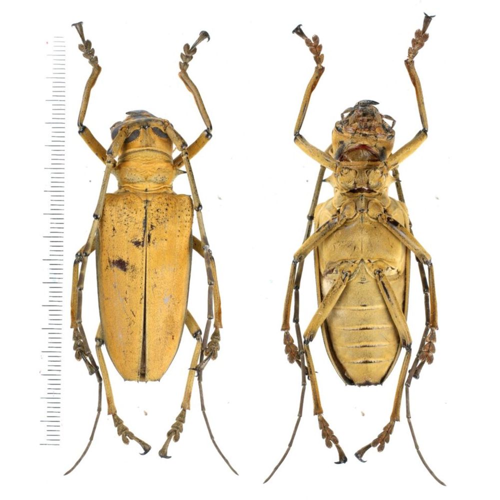 Rosenbergia mandibularis - Cerambycidae 56mm from Jayapura, West Papua, Indonesia